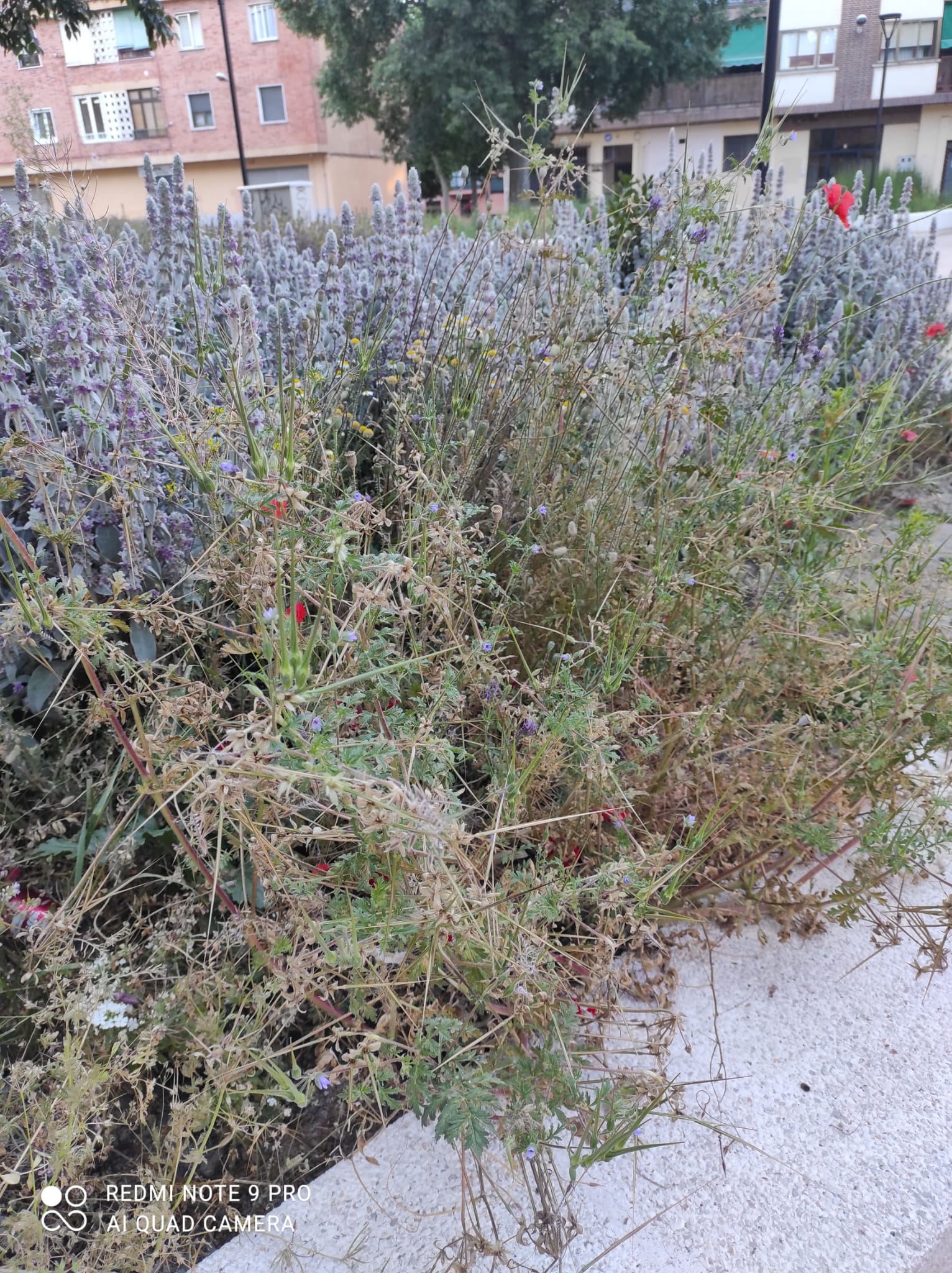 Los parterres de la Plaza de la Morería están completamente abandonados un año después de su inauguración