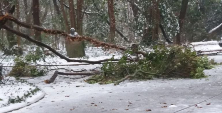 La nieve acumuladas en las ramas de los árboles ha provocado la caída de algunas de ellas