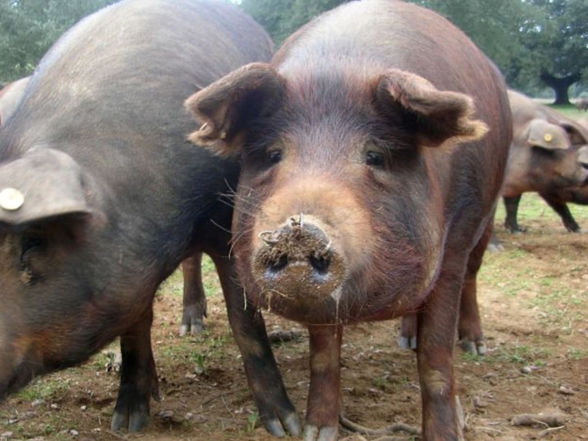 Gastronomia: Les bondats de la carn de porc