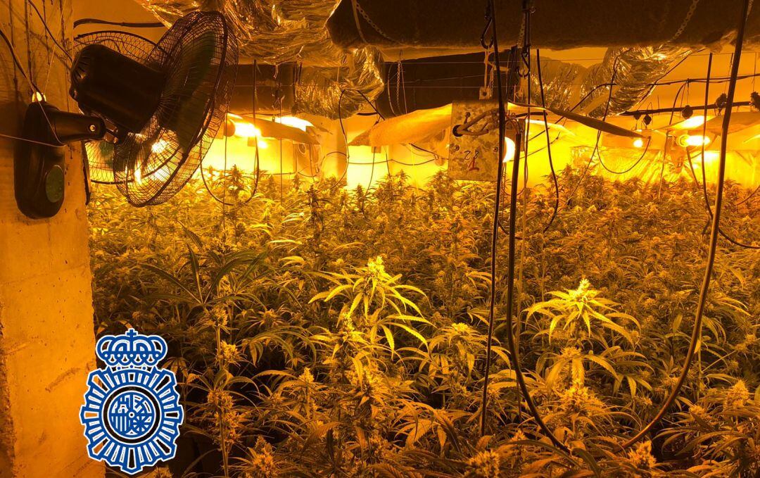 La plantación en Linares contenía, en un domicilio particular, más de 500 plantas de marihuana