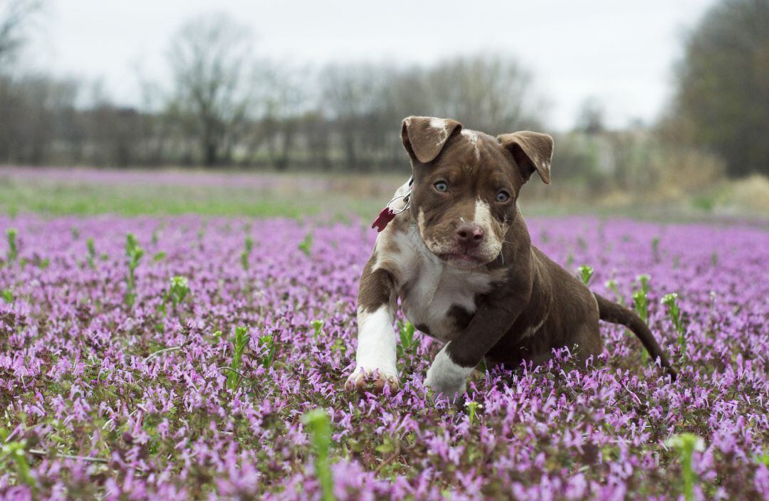 Cachorro de american bully