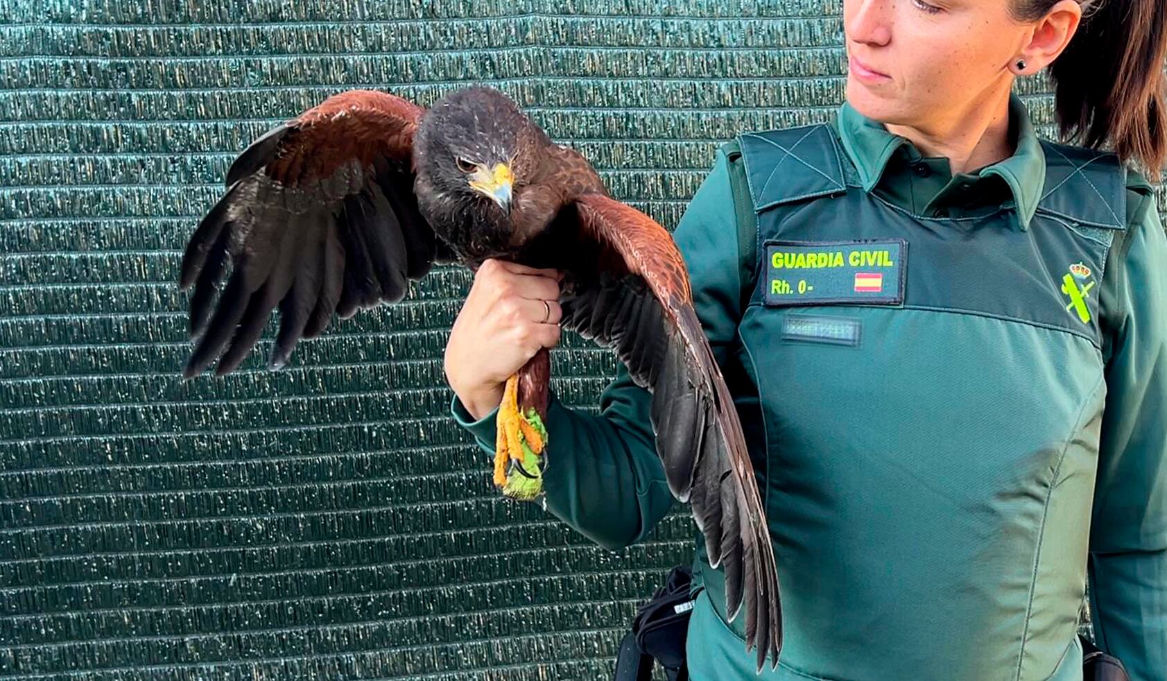 Incautado un ejemplar de Águila Harris en una vivienda de La Rioja