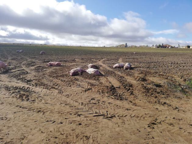 Animales afectados por el accidente del camión que les transportaba en Valseca (Segovia)