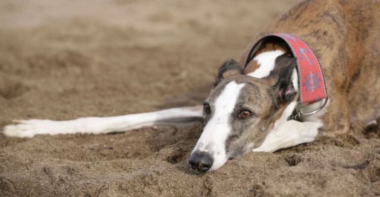 Los avisos de los vecinos ayudaron a localizar a la galga perdida