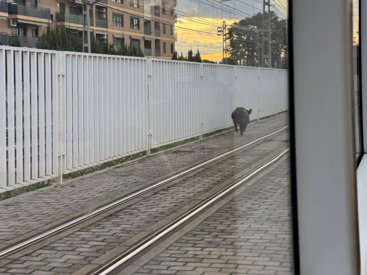 Abaten al jabalí que se había colado en el metro de València provocando retrasos generalizados