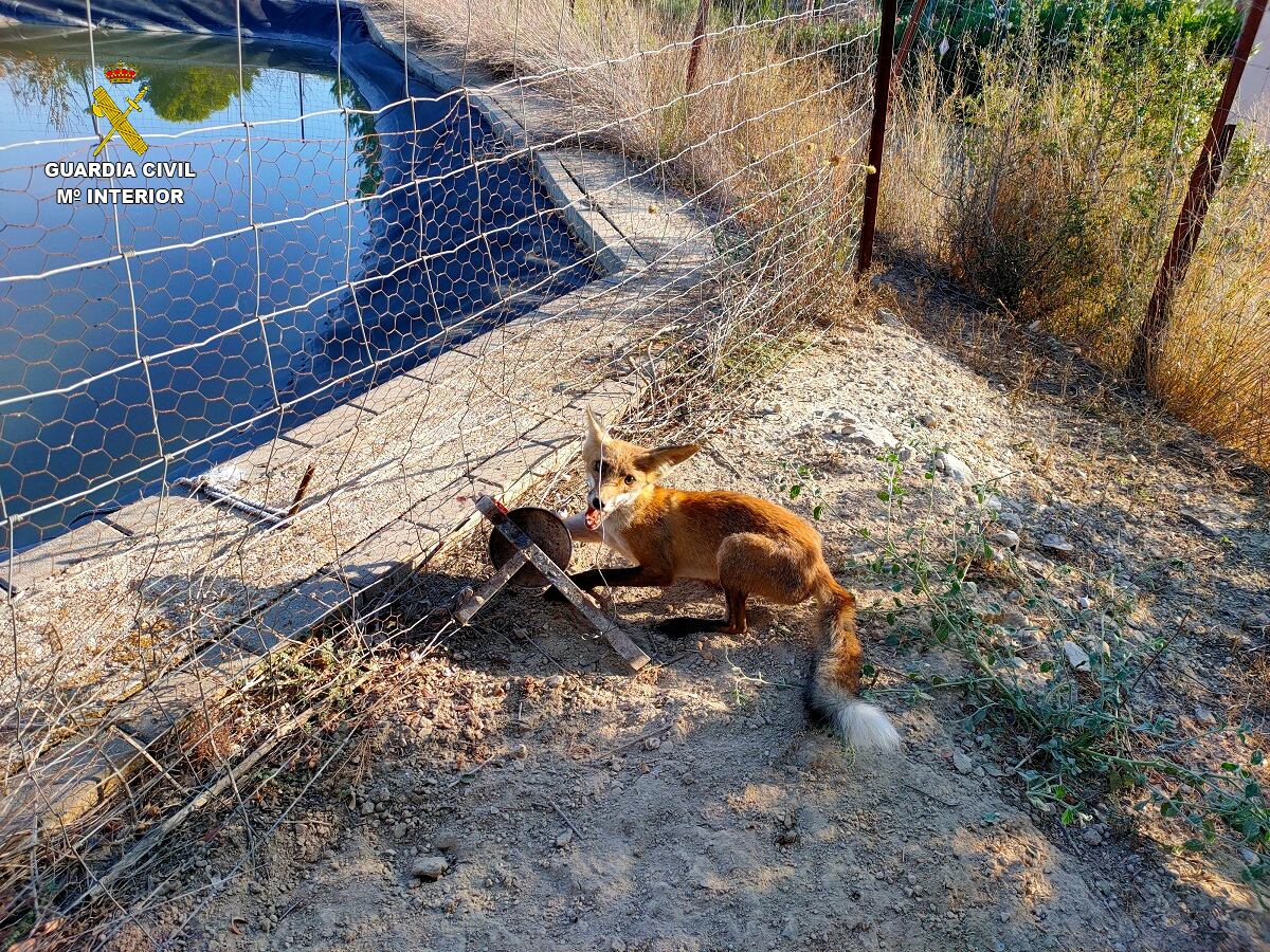 Imatge de la rabosa atrapada pel cep a Guadassèquies