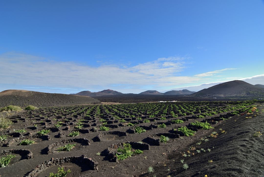 En el paisaje de La Geria se producen algunos de los mejores caldos de Canarias