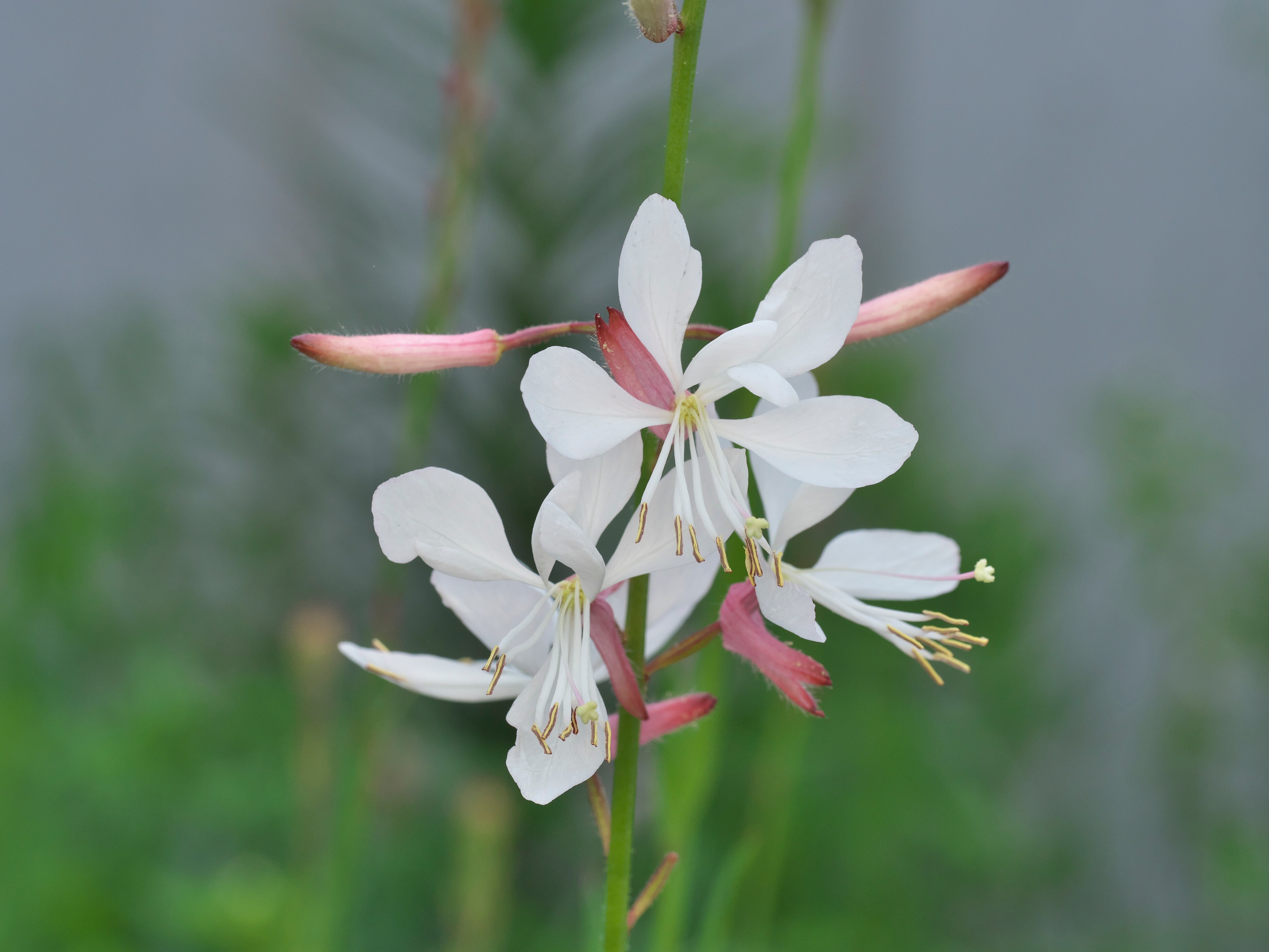 Oenothera lindheimeri