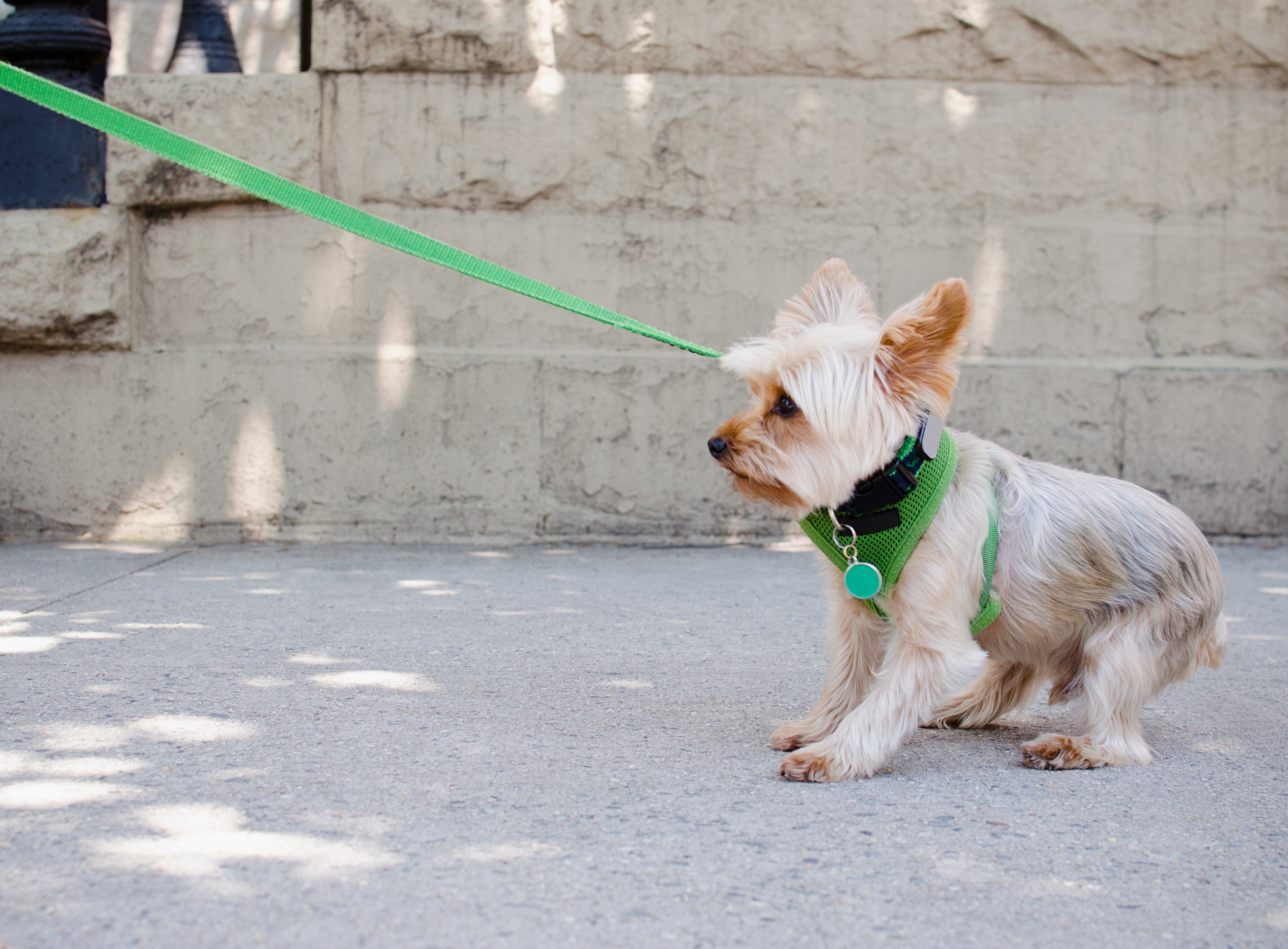 Perro tirando de la cadena
