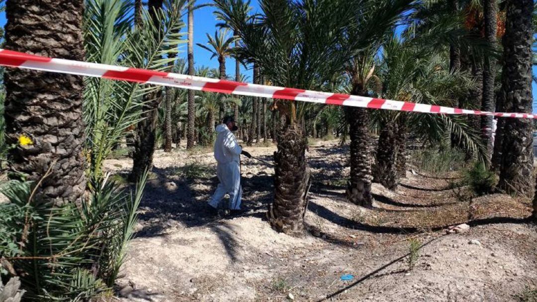 Fumigación de un huerto de palmeras en Elche