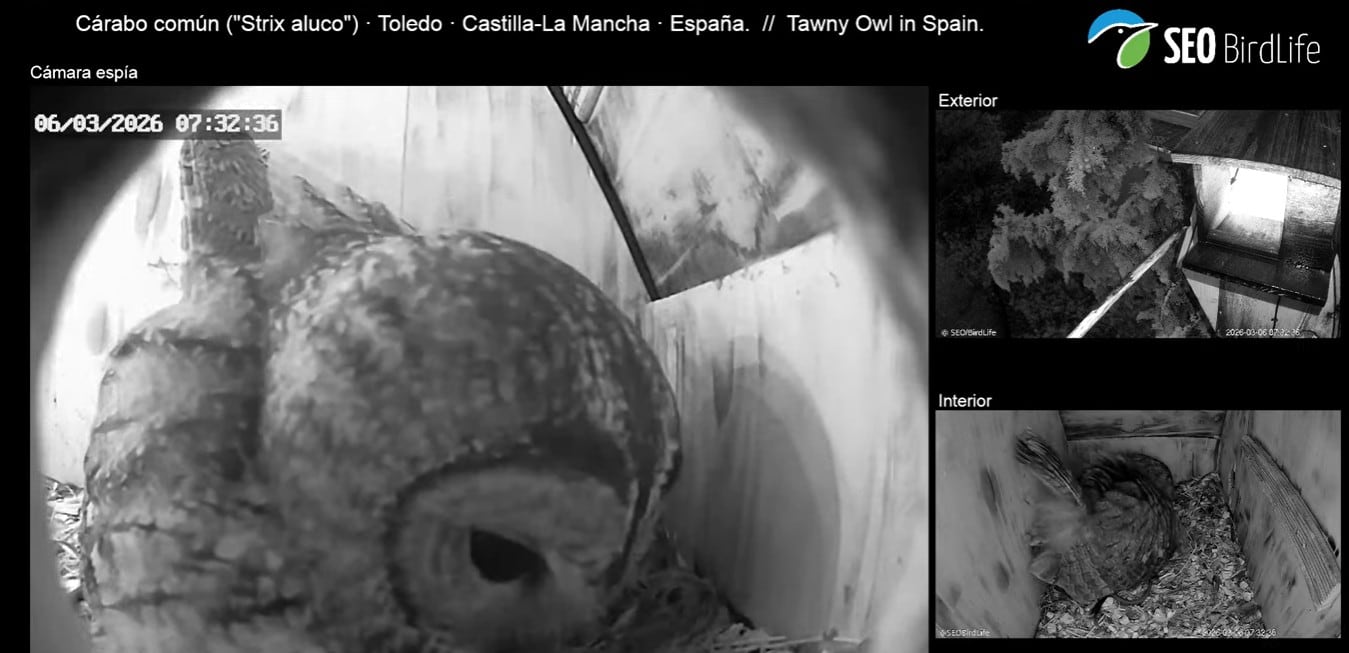 Captura de la cámara de SEO Birdlife con un nido de cárabo en Toledo