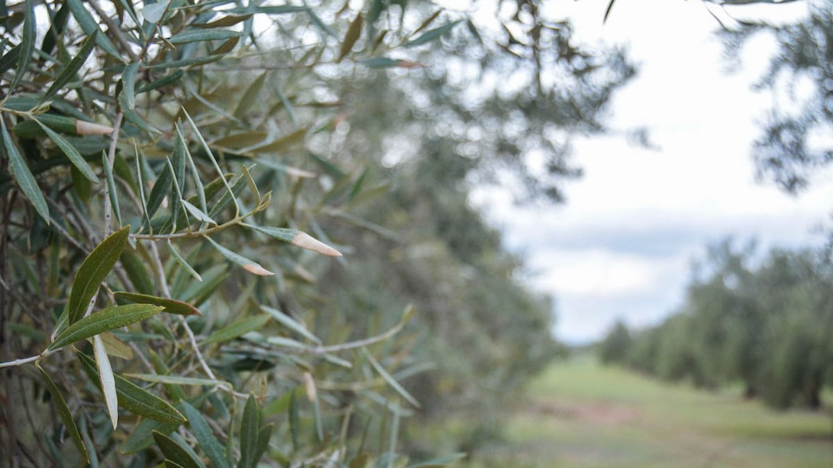 "No podemos perder un mercado tan importante": el sector del aceite trata de navegar en la incertidumbre arancelaria de Trump