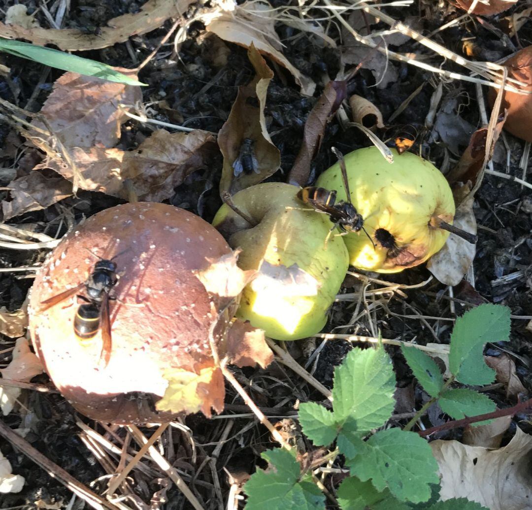 Vespa velutina avispa asiática