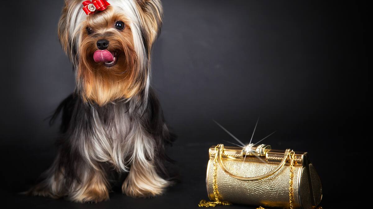 Mercedes Sánchez. Veterinaria