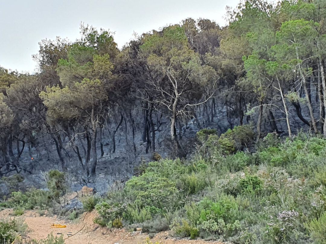 Imagen de la zona arrasada por las llamas