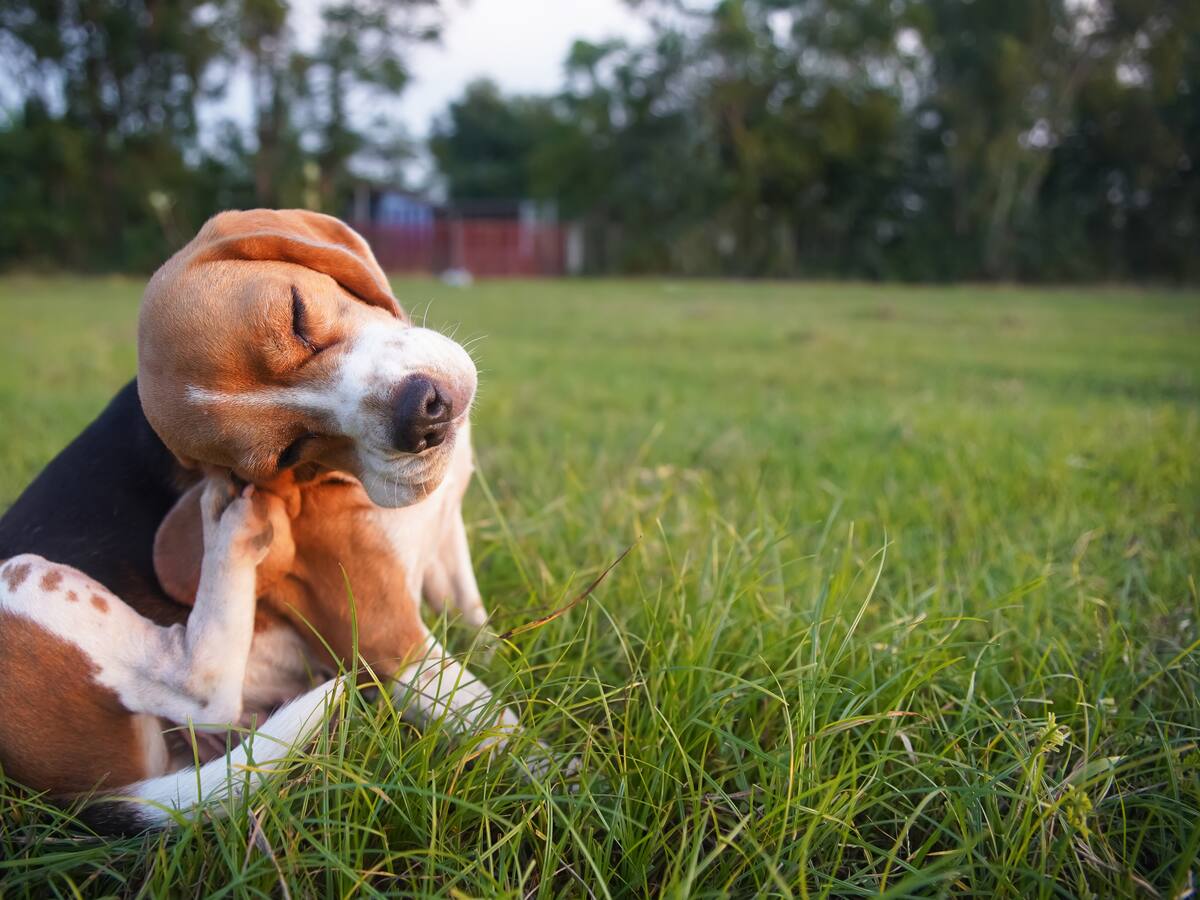 Las alergias en perros y gatos