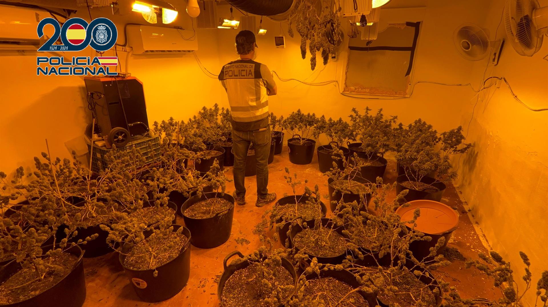 Plantas de marihuana incautadas