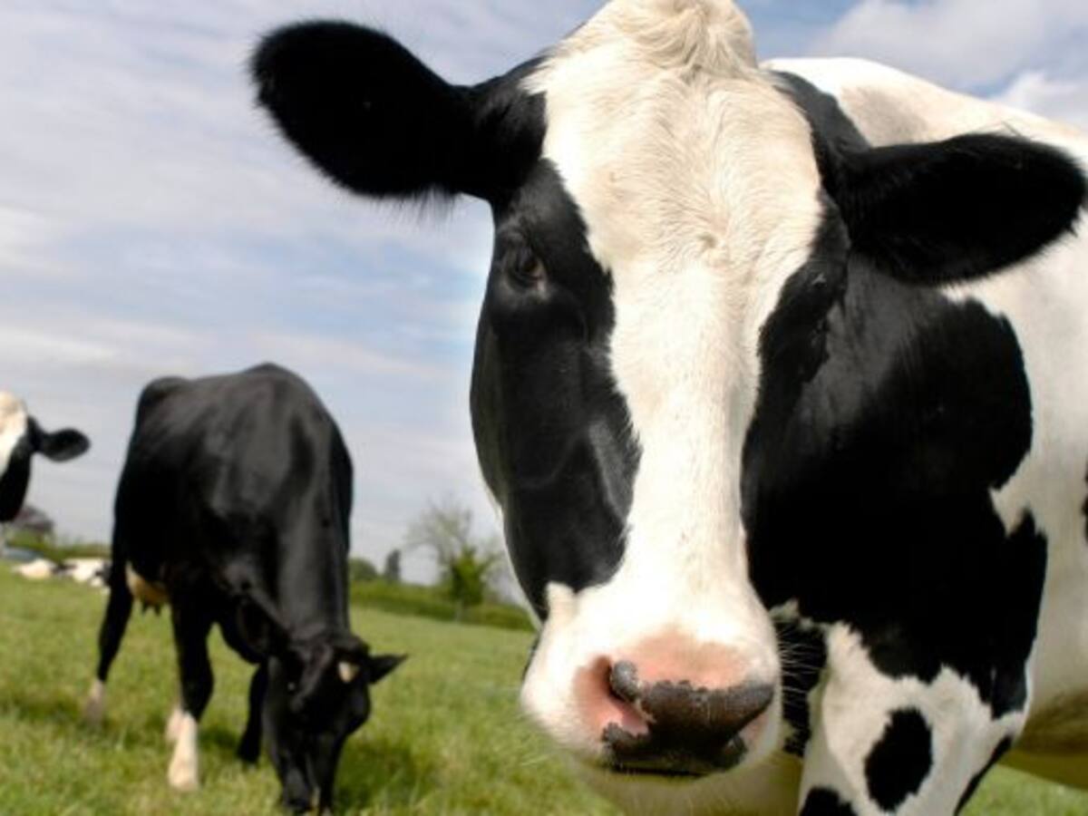 Certamen de raza frisona