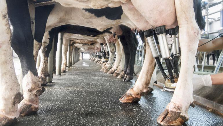 El precio de la leche en Galicia repunta ligeramente