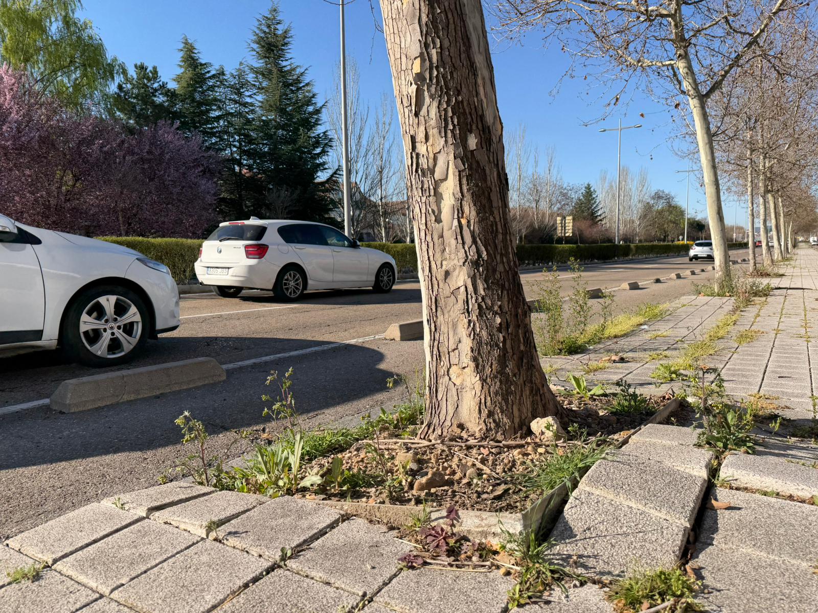 Arreglo de aceras en Avenida de Salamanca, Valladolid