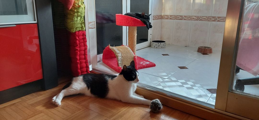 Dos gatos adoptados en su nueva casa