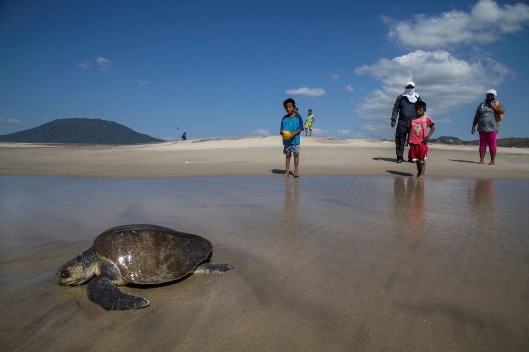 Fotografía de archivo fechada el 5 de noviembre de 2018, que muestra a una tortuga bañada de aceite, debido a un derrame en las costas de Salina Cruz, en el estado de Oaxaca (México)