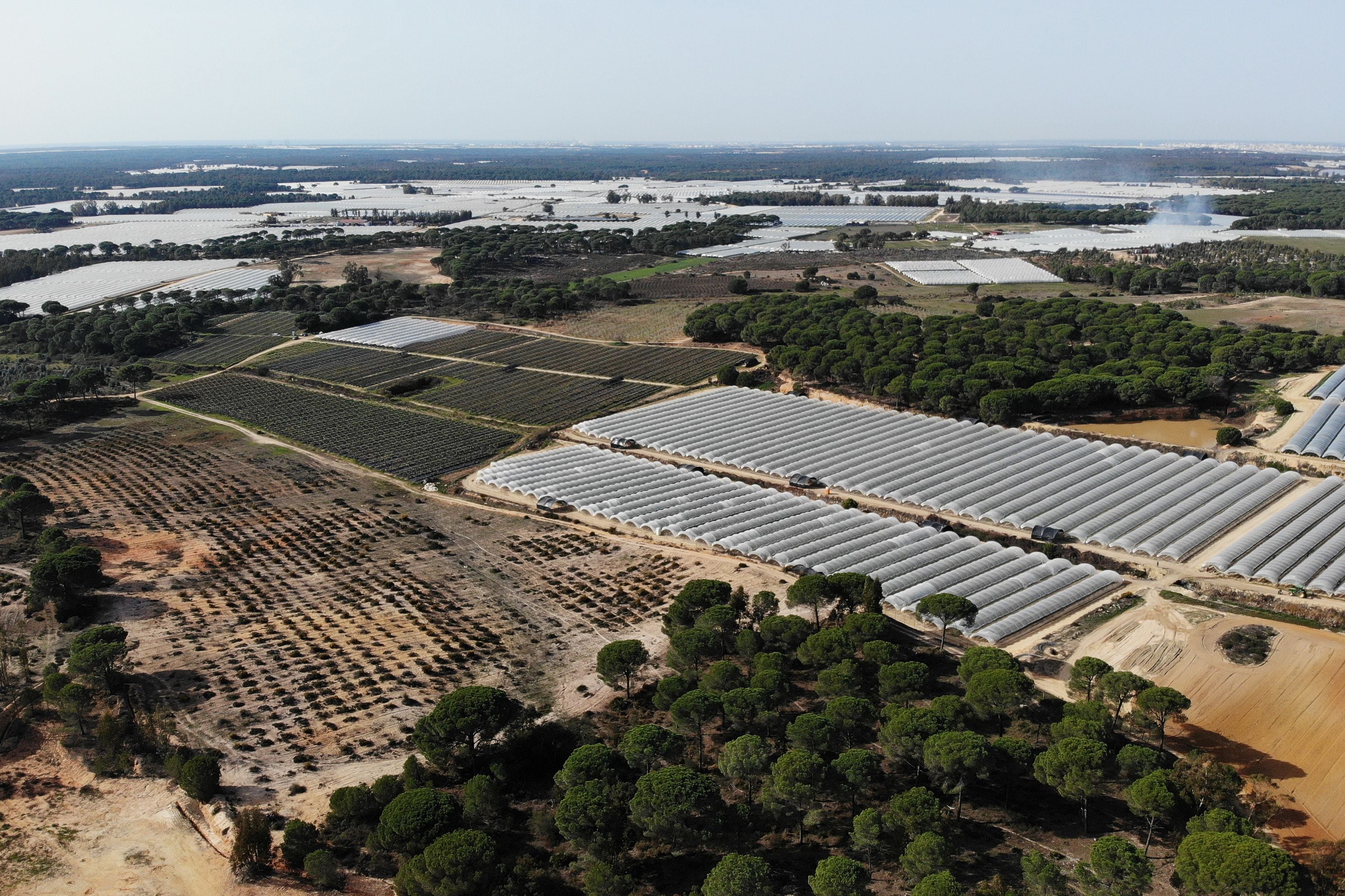 WWF. Toma aérea de cultivos en la Corona Forestal de Doñana