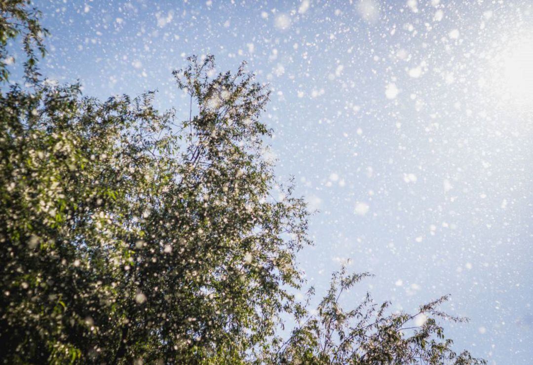 Primavera atípica para los alérgicos