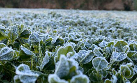 Hielo sobe un campo de Marxuquera