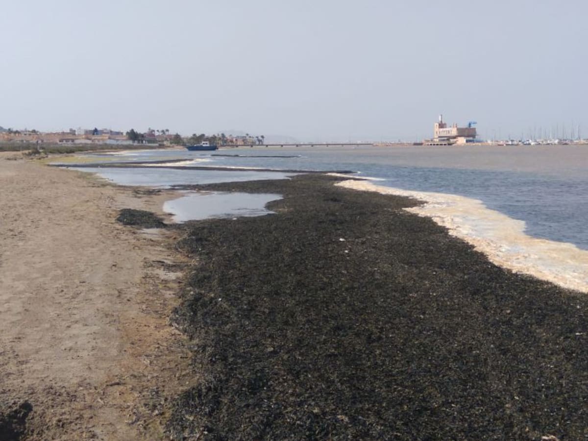 “En las playas de Cartagena no han terminado las labores de limpieza”, según el PP