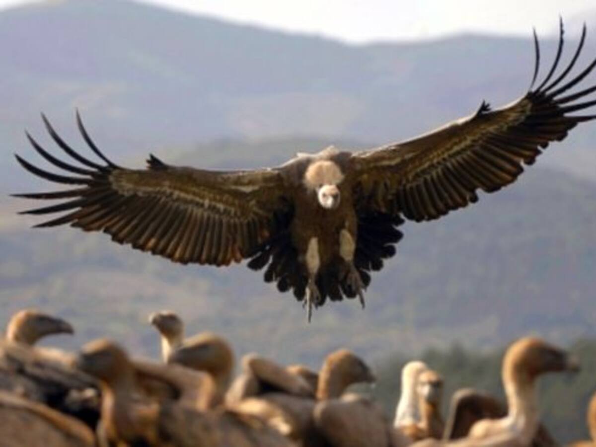 Un fàrmac amenaça els voltors