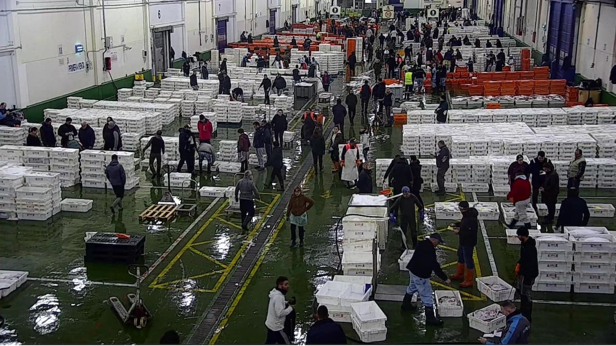 Récord de descargas en el Puerto de Vigo: más de 230.000 kilos de pescado han llegado este jueves a O Berbés