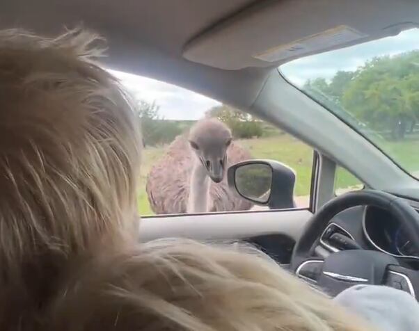 Boris Johnson, atacado por un avestruz en un safari en EEUU.