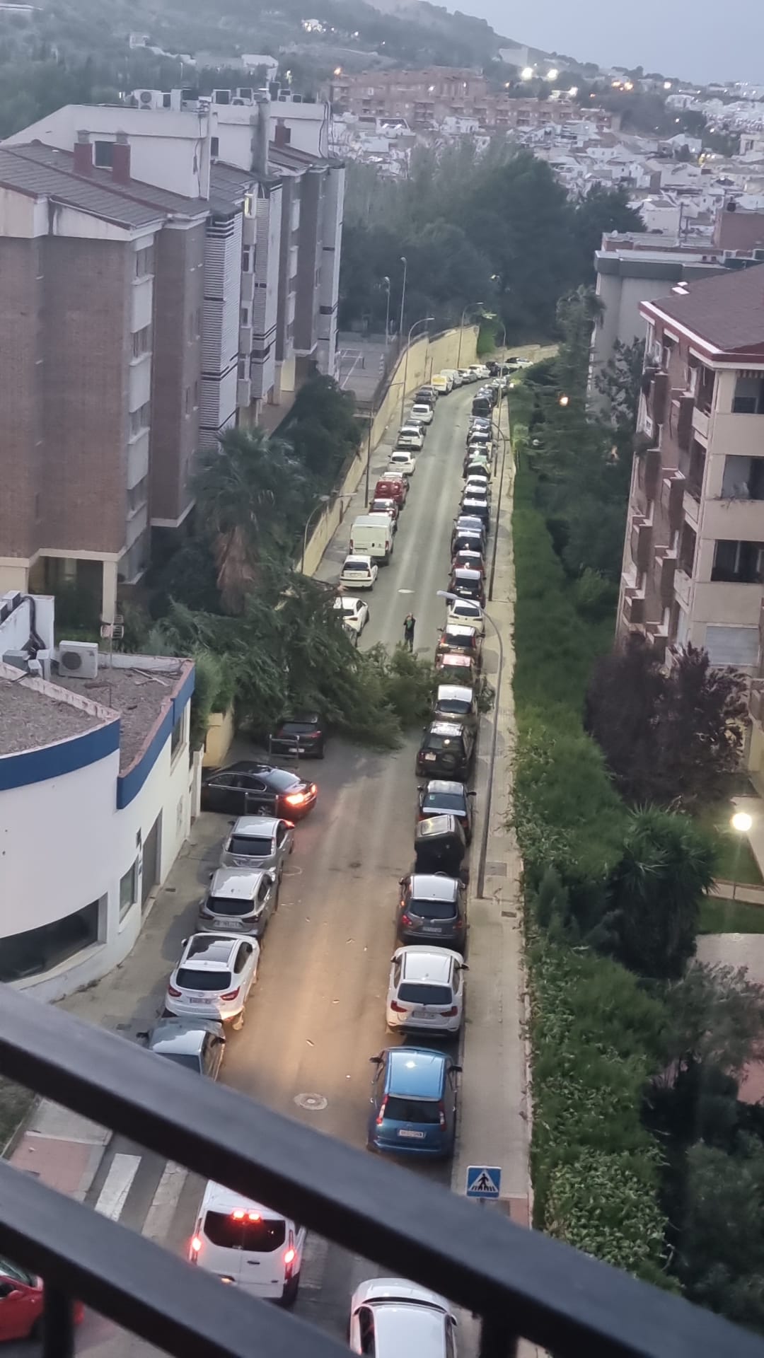 Árbol caído en la calle Alberca
