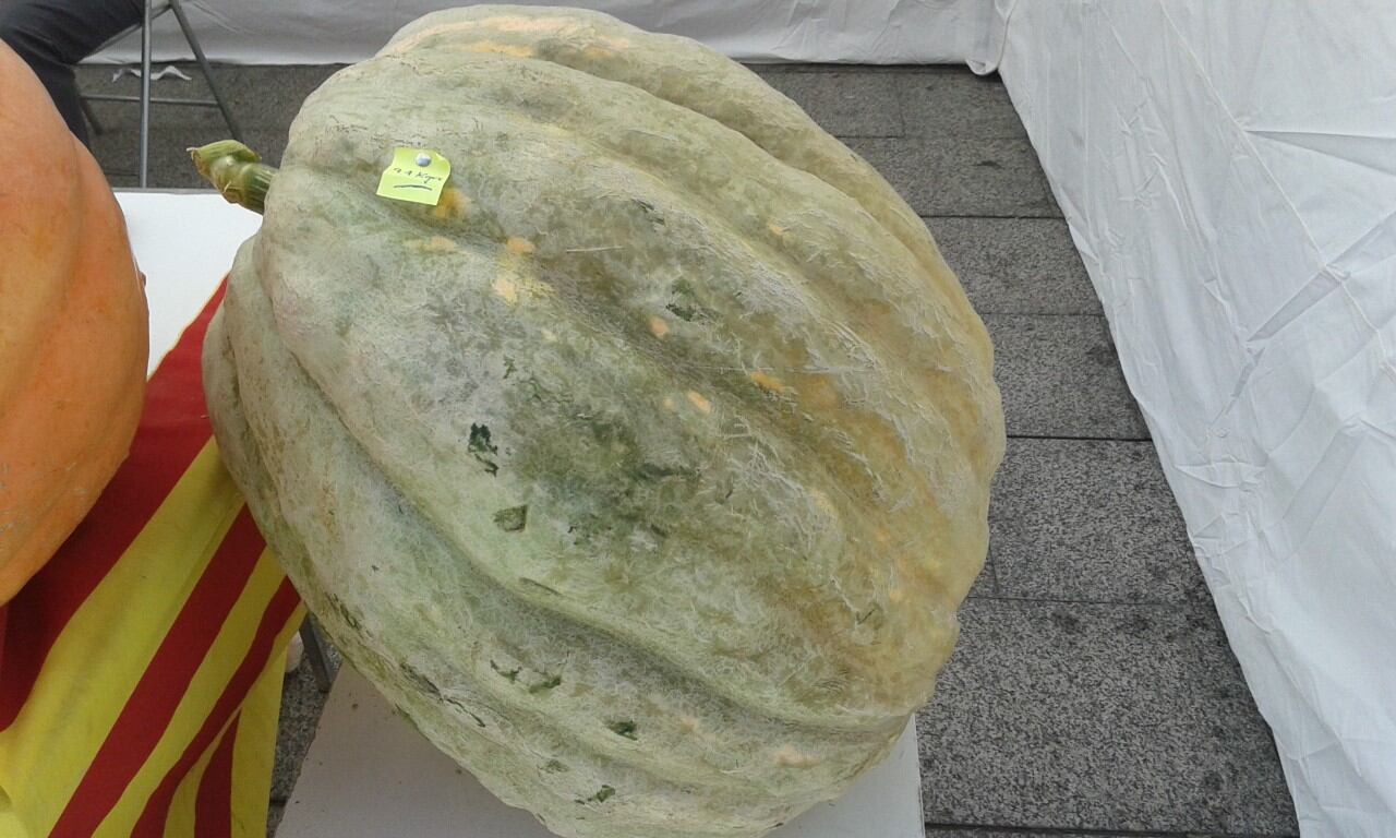 Se otorgarán premios a la calabaza y al tomate de mayor tamaño. En la imagen una calabaza de Radiqué