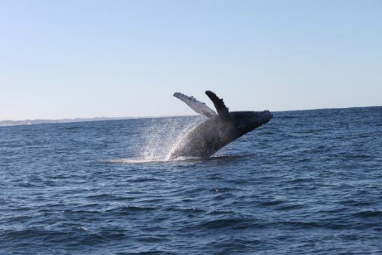 Avistamiento de ballenas en las costas de Mozambique