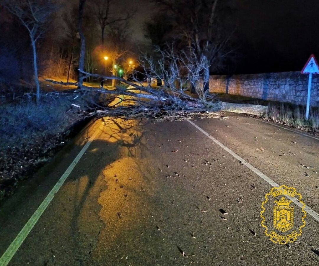Arbol tirado por el viento en la carretera de Fuentes Blancas 