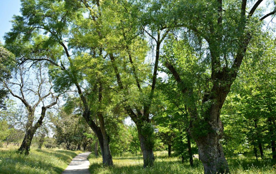 El proyecto persigue reforestar encinares en toda España.