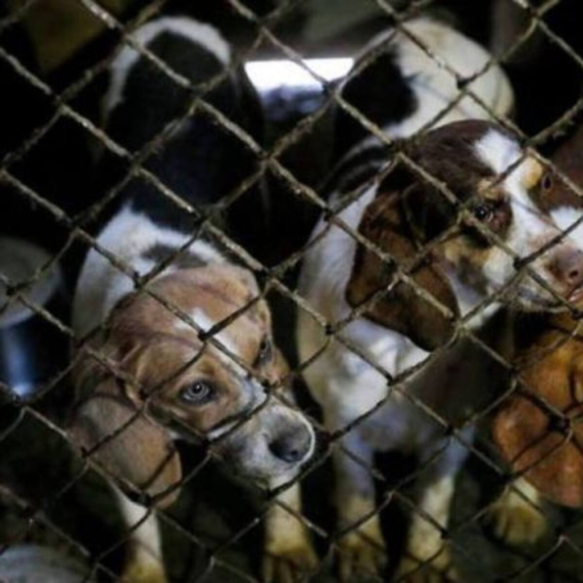 El Consell impulsa la adopción de mascotas