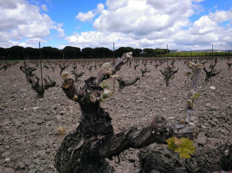 Estado de las cepas después de las heladas en Quintanilla de Onésimo