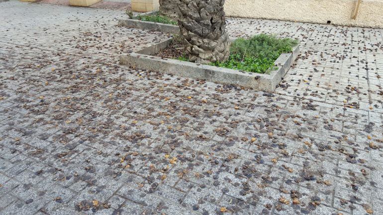 Caída de los dátiles en la calzada