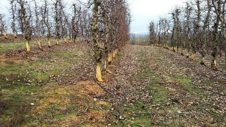 Efectos de la plaga de conejos en los frutales