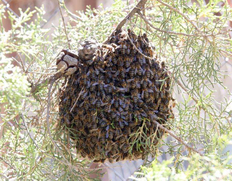 Enjambre de abejas en un parque de Valladolid