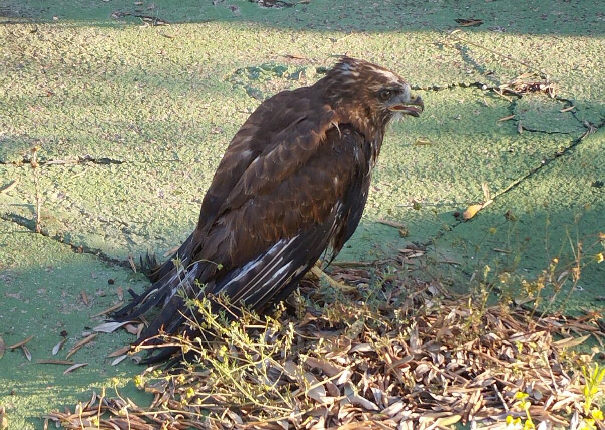 L'àguila accidentada a Ontinyent