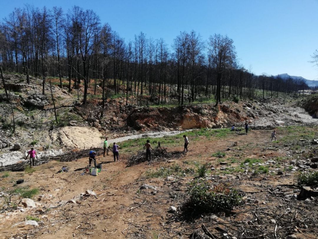 Trabajos de reforestación en la zona del incendio de Marxuquera 