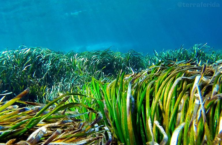 El Govern prevé tener lista la cartografía en 2019