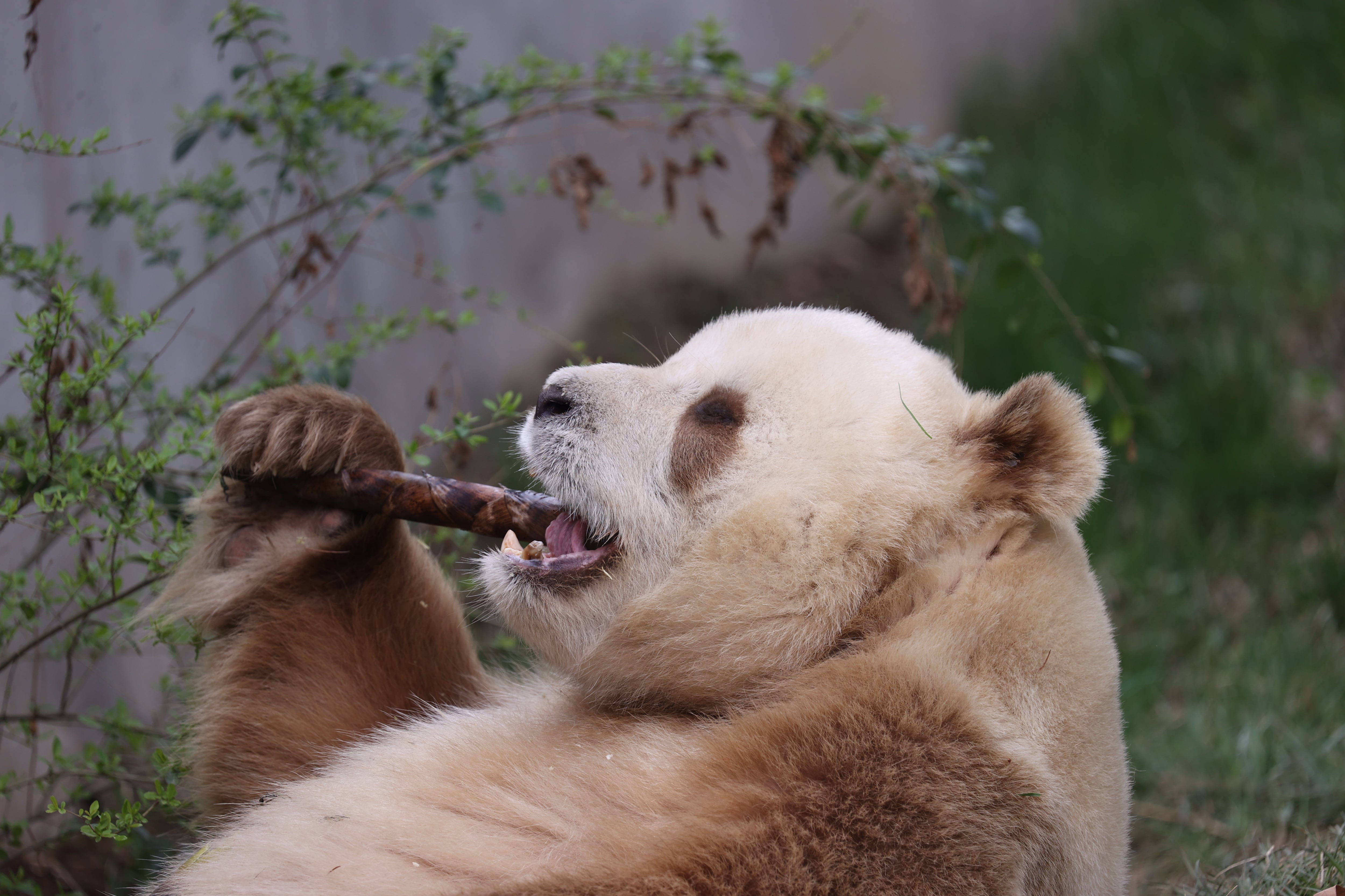 Un oso panda pardo, de la misma especie del avistado. (Photo by Wang Lei/VCG via Getty Images)