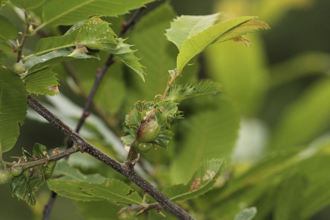 Larva de avispilla