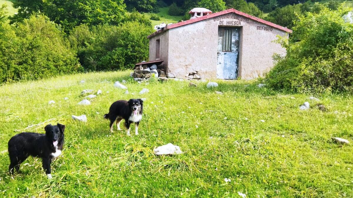 Termina la trashumancia en puerto