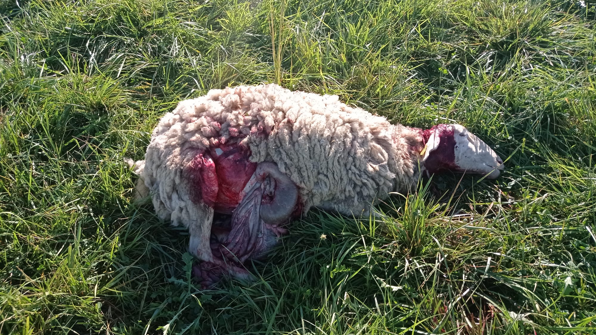 Una de las ovejas muertas en el último ataque en una explotación ganadera de Robres